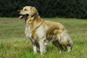 2. Psy do mieszkania w bloku - najlepsze rasy: Golden retriever