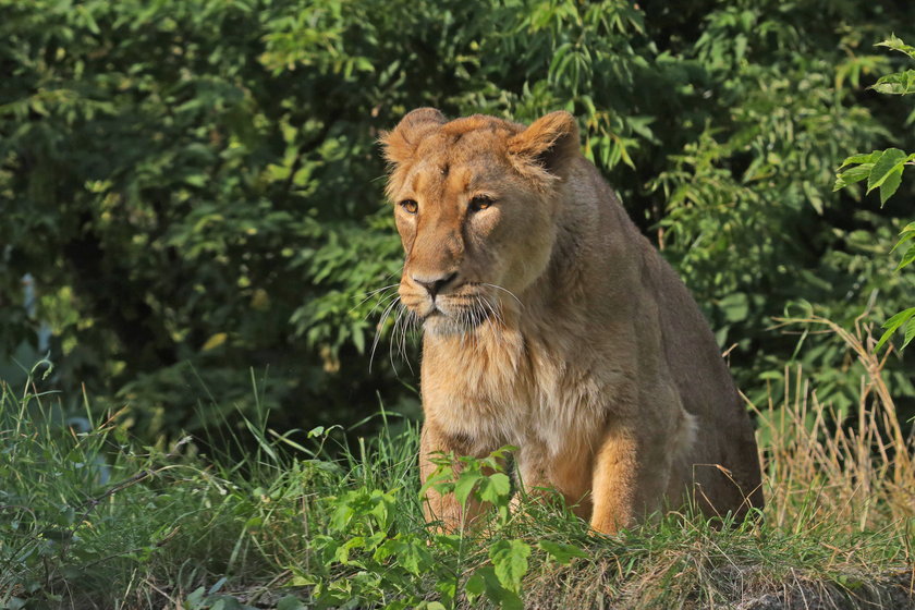 To lwica Shiva z ZOO w Łodzi