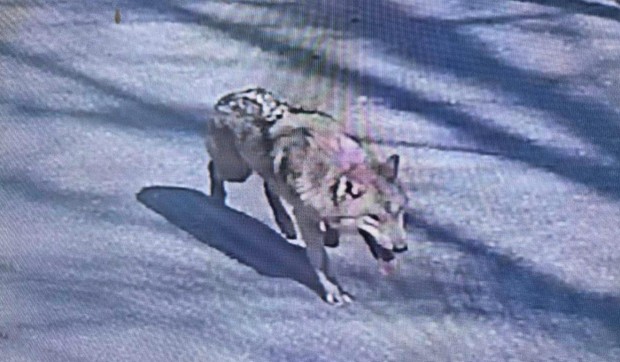 Dvogodišnji Neukgua je pobegao iz zoološkog vrta i za sada pokazuje da je vešt u izbegavanju hvatanja | Foto: Daejeon City Corporation/Handout