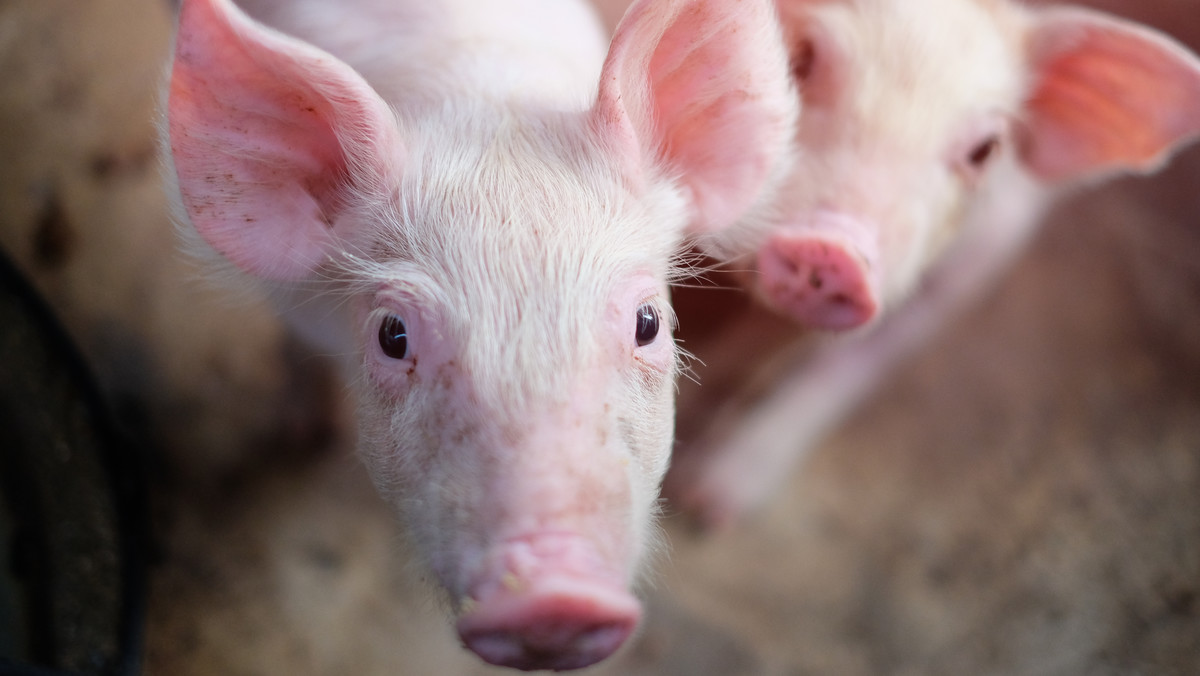 Brytyjskie media szeroko opisują sytuację z miejscowości Wiltshire. Na jednej z farm w lutym tego roku płonęła stodoła. Wówczas strażacy, którzy przyjechali na miejsce, wynieśli dwie maciory i osiemnaścioro prosiąt. Właścicielka farmy w ramach podziękowania obiecała ratownikom kiełbasę z mięsa prosiąt, gdy te podrosną.