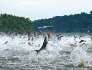 Na walkę z azjatyckim karpiem Barack Obama chce wydać 80 mln dol.