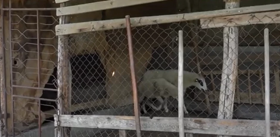 Veterinar Nebojša Novaković ističe kompleksnost problema i posledice napada na stada