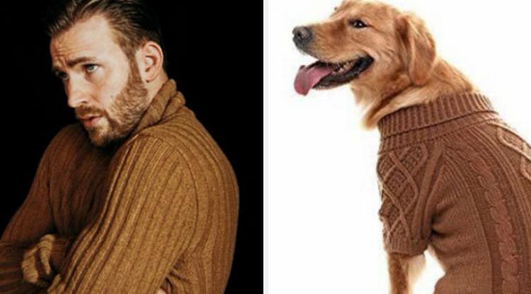 Chris Evans tényleg egy golden retriever?