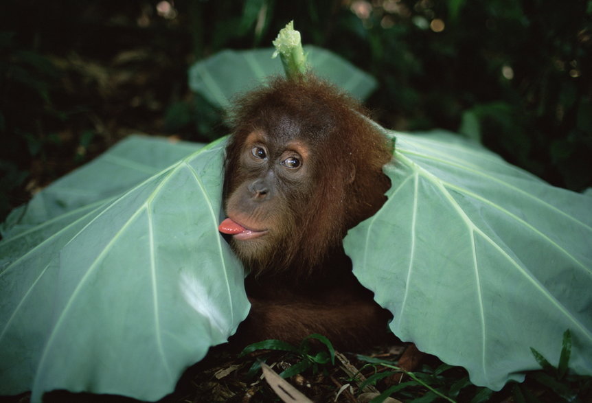 Orangutan sumatrzański, jak wszystkie zwierzęta naczelne, potrafi się wygłupiać i stroić śmieszne miny, a także bawić się różnymi przedmiotami