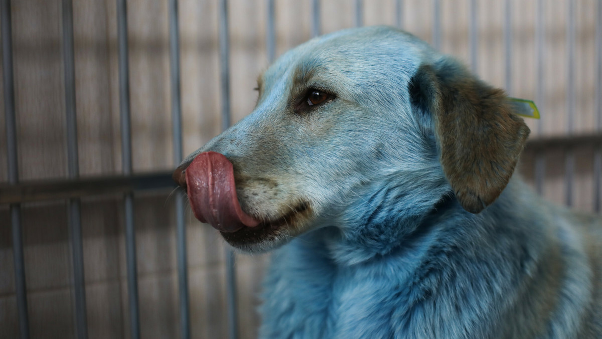 Rosja: Rozwiązano zagadkę bezdomnych błękitnych psów