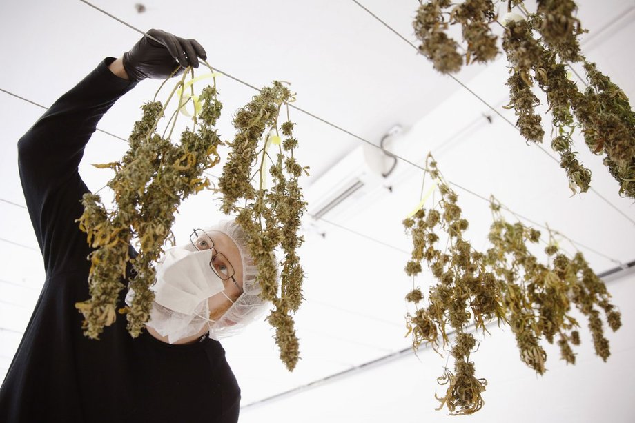 Firma Canopy Growth kupiła dawną fabrykę czekolady za 6,6 mln dol. Na zdjęciu: Kontrola wysuszonej marihuany w Tweed Inc. przed jej wysyłką.