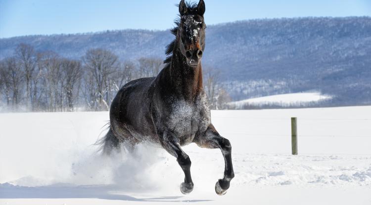 A lovak is imádják a havat Fotó: Getty Images
