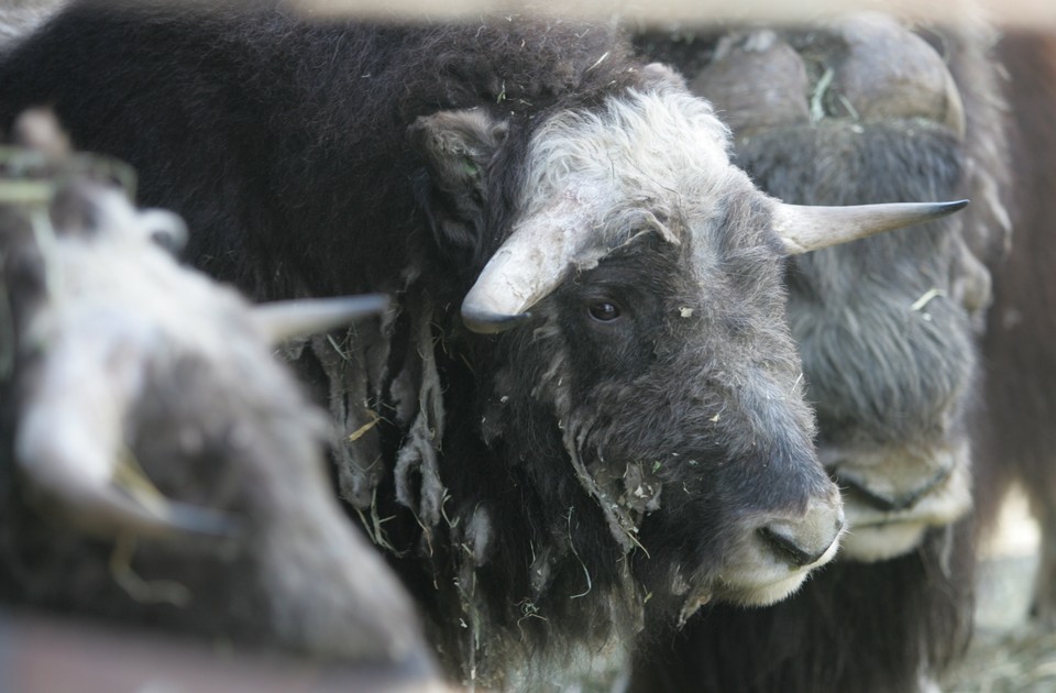 WARSZAWA ZOO WOŁY PIŻMOWE