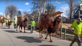 Látogatók helyett tevék sétálnak az állatkertben