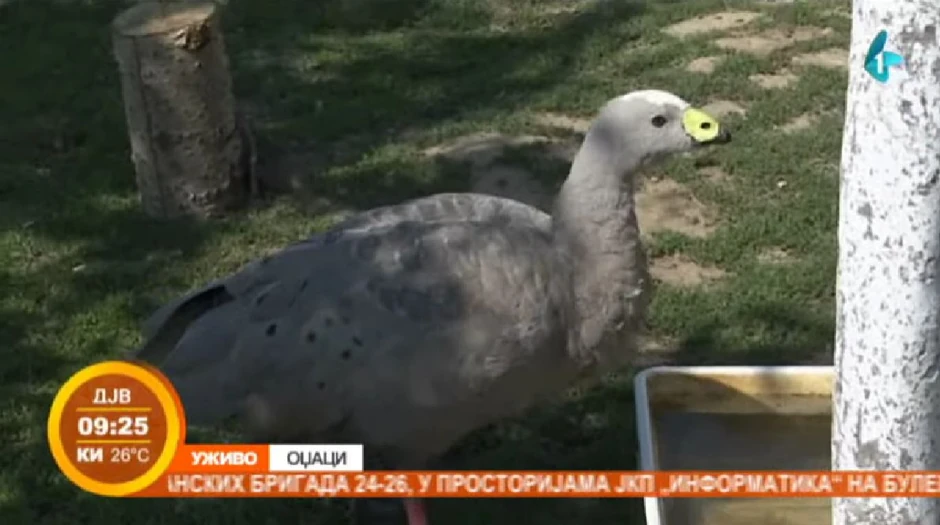 Australijska kokošasta guska u Odžacima