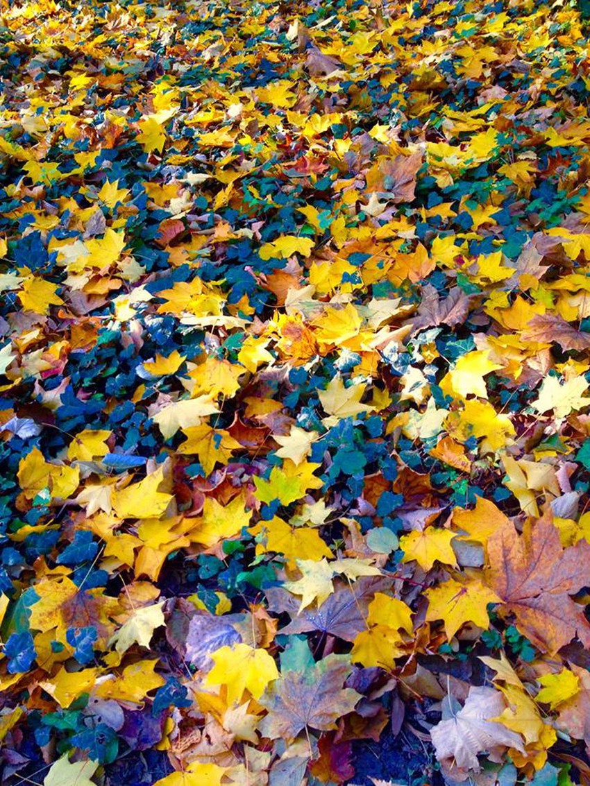 Fascinantne boje u jednom od beogradskih parkova