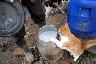 Rosja wstrzymuje import produktów mlecznych z kilku fabryk na Ukrainie