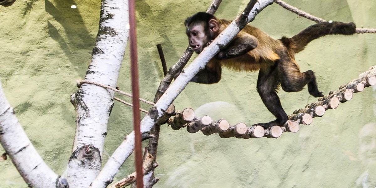 Kolejna kontrola powiatowego lekarza weterynarii w zoo