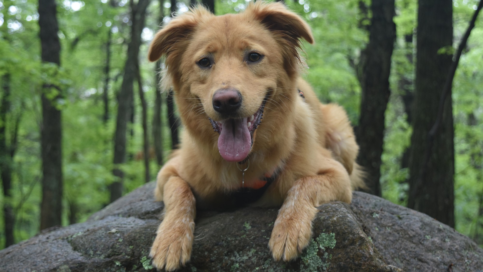 Prinášame porovnanie antiparazitík pre psov. Sú lepšie tablety, pipety či obojky?