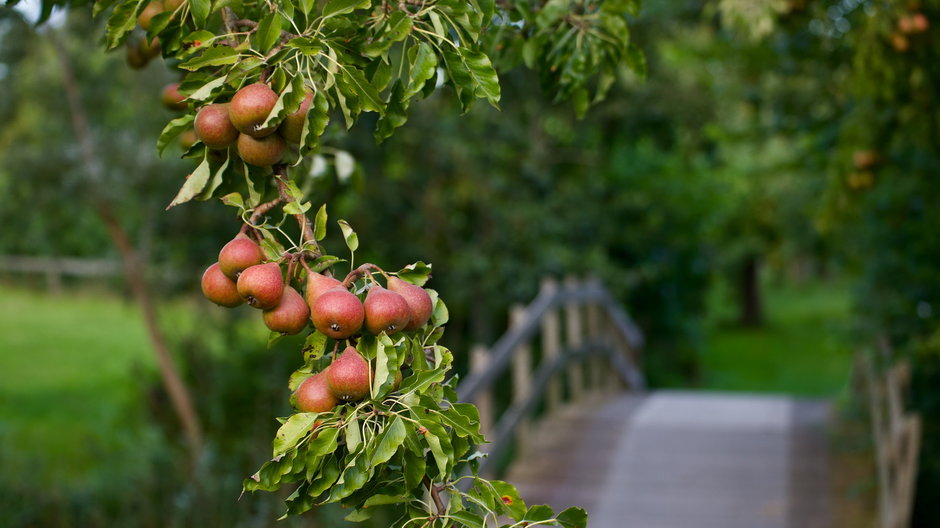 Grusza to jedno z najchętniej wybieranych drzew owocowych do ogrodu - alkemade/pixabay.com
