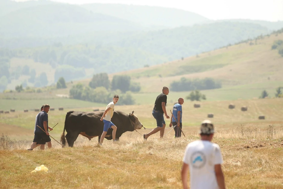 Bikovi Kočićev zbor