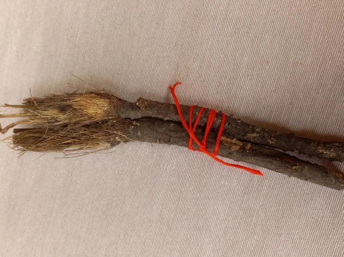 Raskovnik