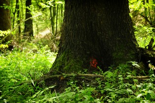 Wycinki lasów będą wstrzymane. Minister klimatu podała 10 lokalizacji