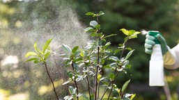 zielona rewolucja w farmacji: jak rośliny uczą nas wytwarzać leki