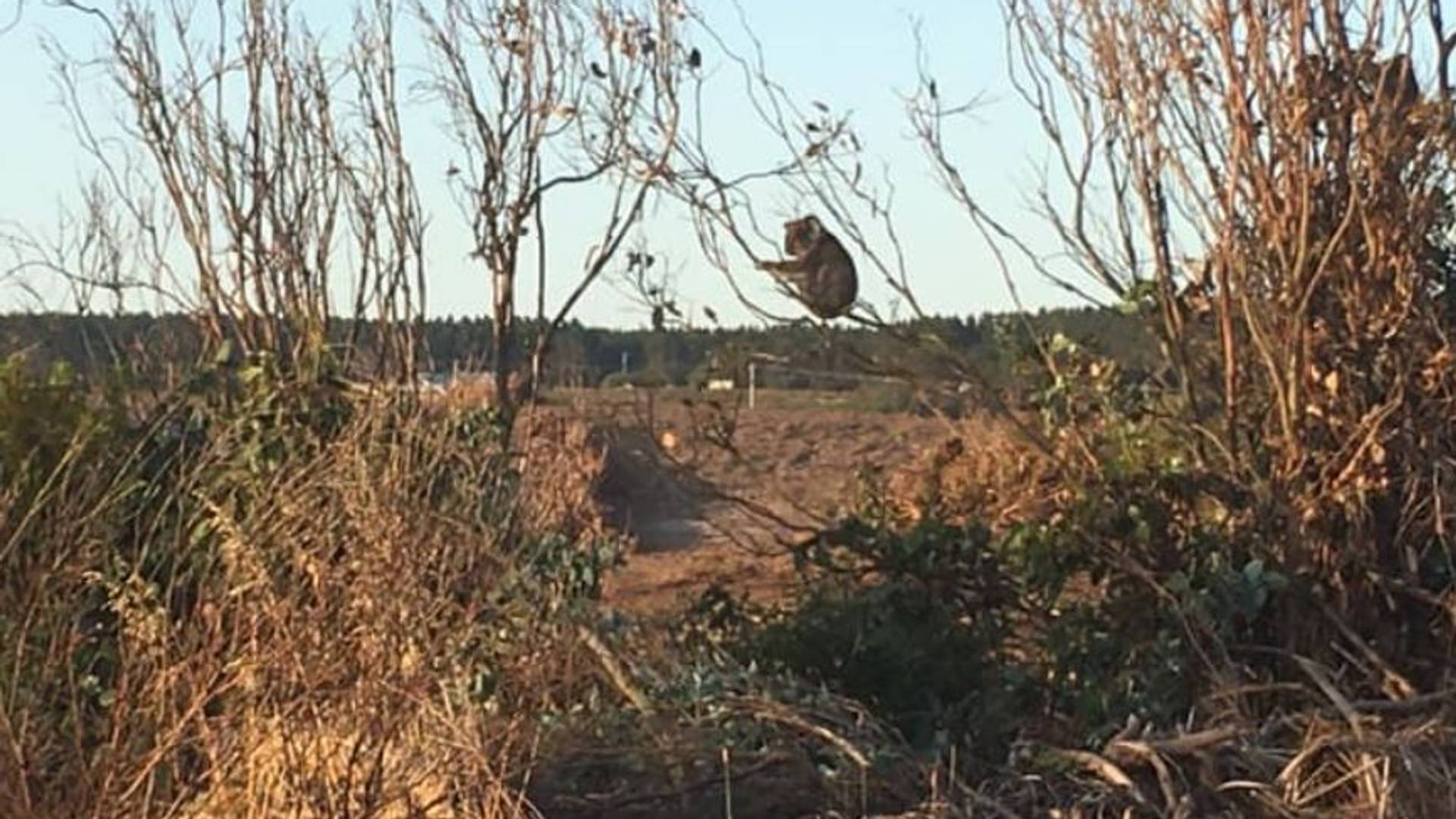 Jezive slike mrtvih koala iz Australije potresle svet: Preživele požar, ali ne i bahate ljude