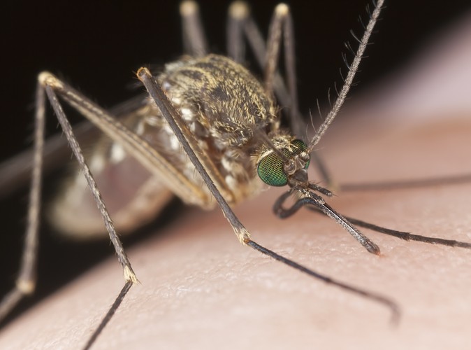 6. Malaria
