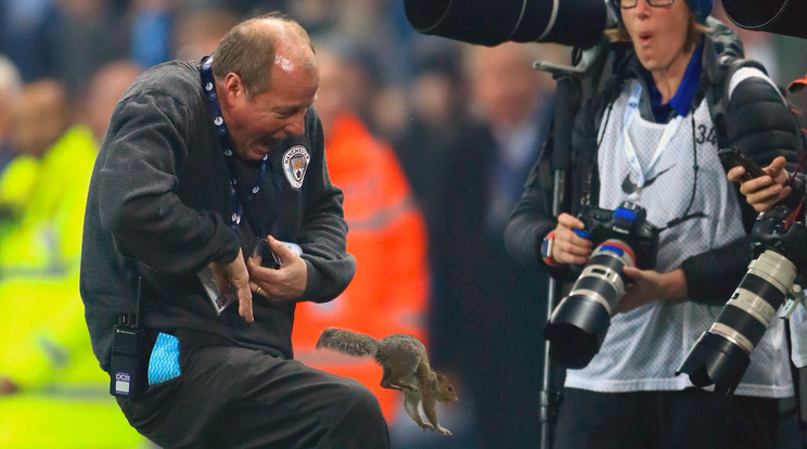 A Manchester City-Wolver-
hampton Ligakupameccsre beszökött mókus megharapta az
őt kergető
pályagondnokot /Fotó: Northfoto