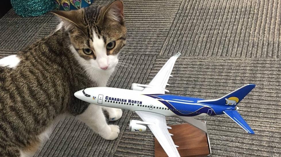 Hihetetlenül aranyos! Egy cica dolgozik a kanadai repülőtéren - Fotók -  Blikk