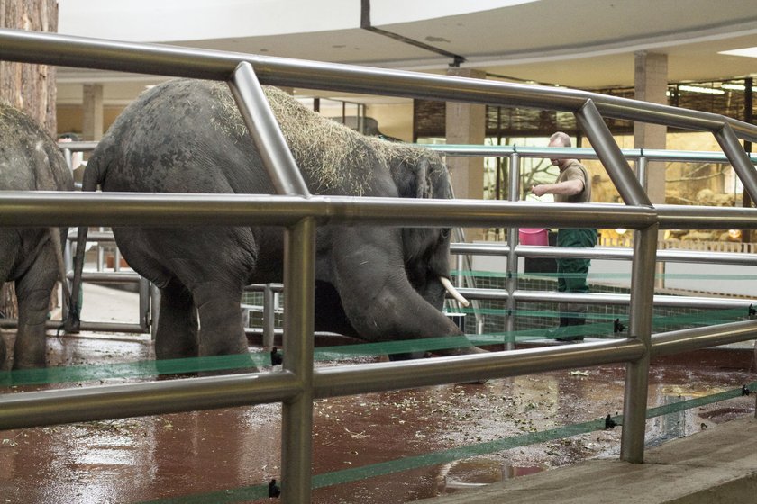 Przywitanie słoni w chorzowskim zoo