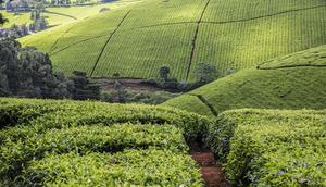 A tea farm in Kenya