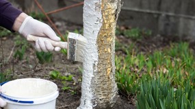 Bielenie drzew - kiedy bielić drzewa owocowe wapnem? Czy w listopadzie można bielić drzewa?