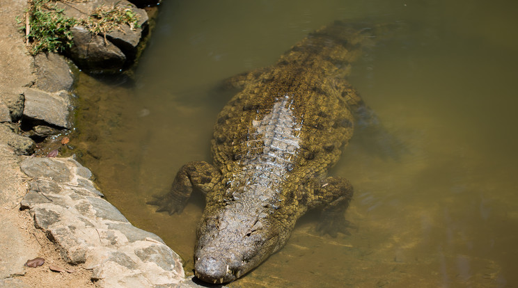 Feleségül vett egy krokodilt egy mexikói halászváros polgármestere. / Illusztráció: Northfoto