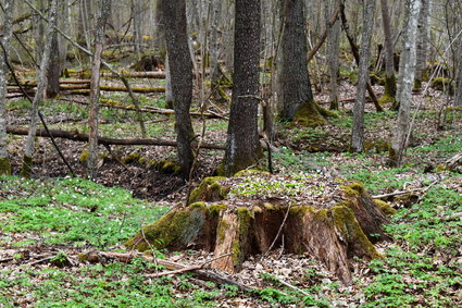 Resort dementuje. Puszcza Białowieska nie będzie w całości parkiem narodowym