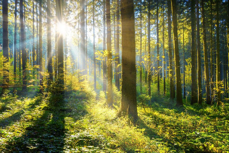 Niewłaściwe sadzenie drzew na ekosystemach nieleśnych może niszczyć rodzimą różnorodność biologiczną, nie każdy teren można przeznaczyć pod lasy, a część z nich może w niewielkim stopniu absorbować dwutlenek węgla. 