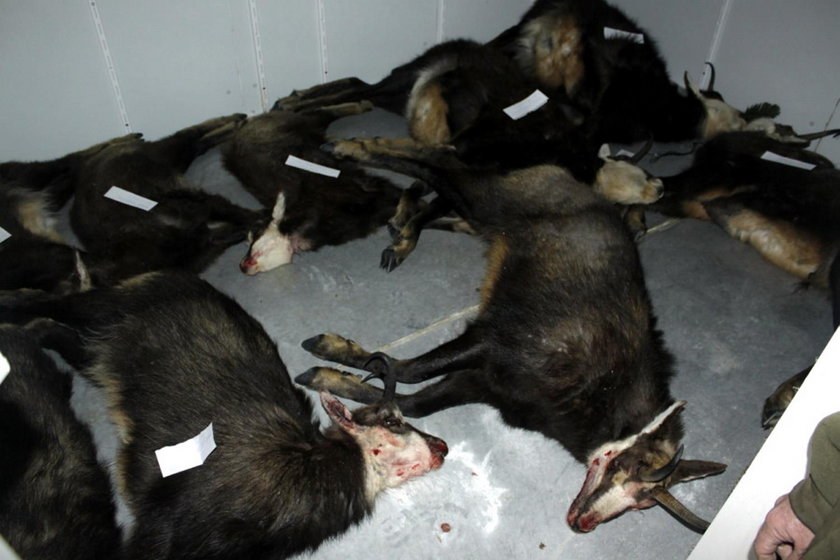 Katastrofa ekologiczna w Tatrach? Znaleziono dziesiątki martwych zwierząt