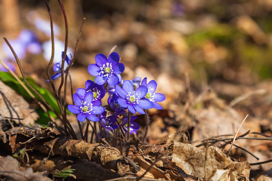 Przylaszczka posiada fioletowo niebieskie kwiaty - Lars Johansson/stock.adobe.com