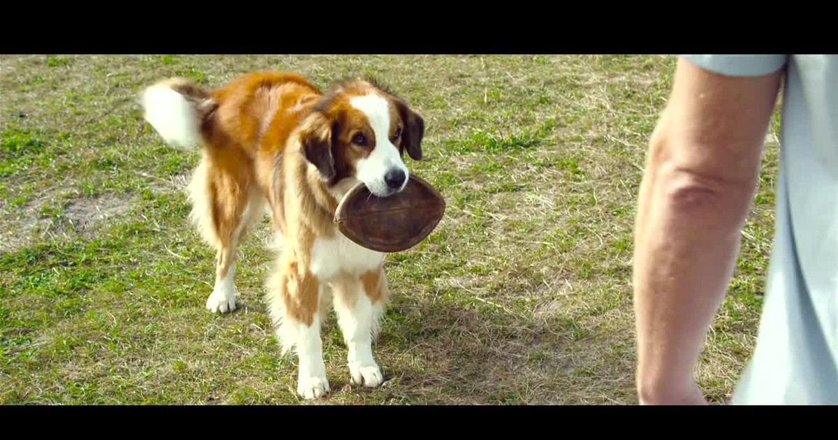 Był Sobie Pies Youtube Cały Film "Był sobie pies": drugi polski zwiastun - Film