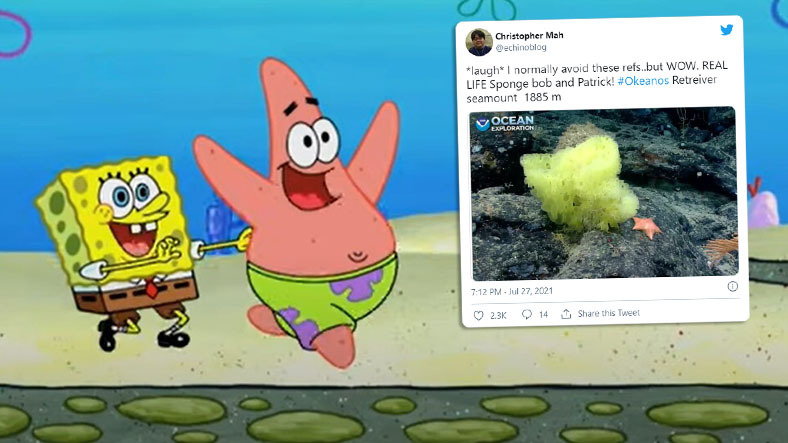 "SpongeBob Kanciastoporty"/Nickelodeon/kadr z kreskówki/@echinoblog/Twitter