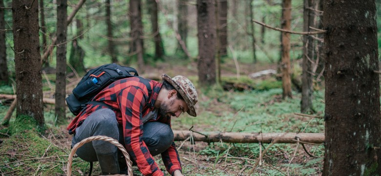 Uważaj na grzybobraniu! Niebezpieczeństwo może czaić się w zaroślach. Coraz więcej przypadków. O co chodzi?