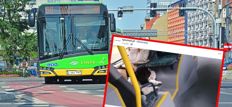 Mieszkaniec Poznania nie wytrzymał. Zbulwersowany zrobił zdjęcie z ukrycia