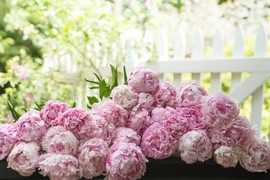 Veruje se da OVAJ CVET donosi sreću i blagostanje ženama i tera ZLE DUHOVE: Uzgajao se u carskim vrtovima, a CVETA 15 GODINA UZASTOPNO! Evo kako se pravilno sadi i neguje