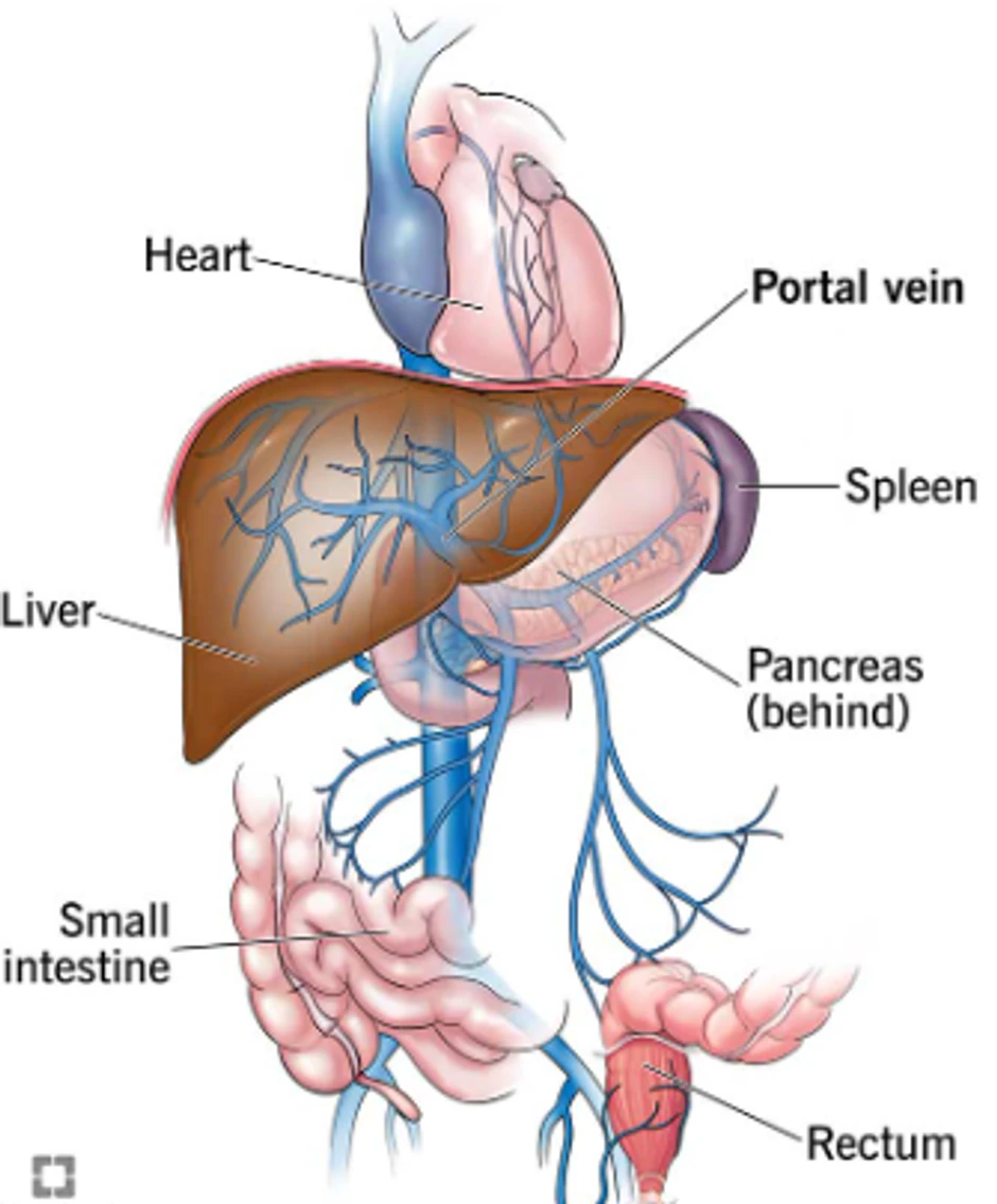 Portalna vena se formira na mestu gde se spajaju gornja mezenterična vena i splenična vena