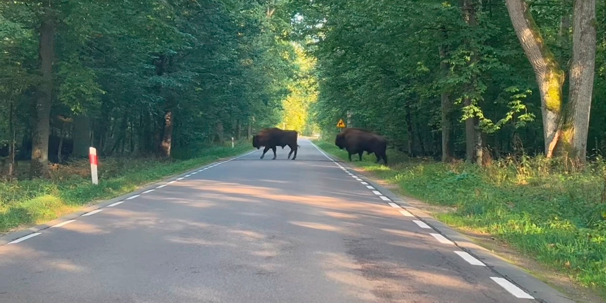 Leśniczy wracał do domu. Drogę zagrodziło mu... stado żubrów. 