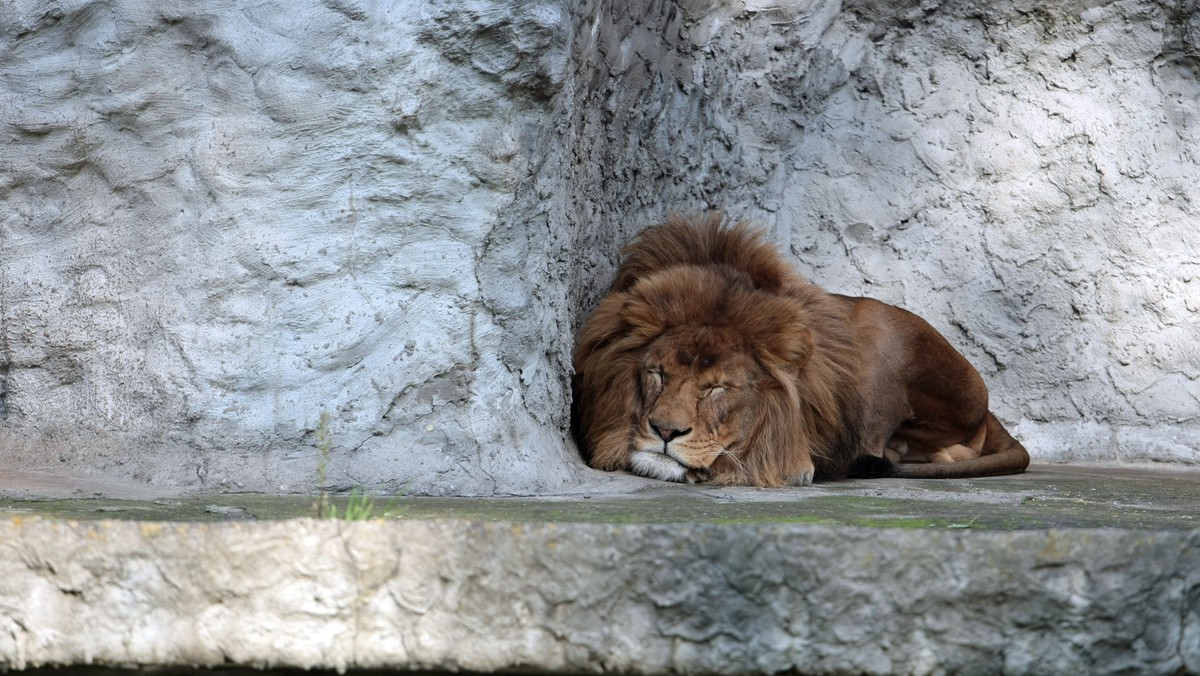 Zimno i głodno w warszawskim zoo. Na utrzymanie rozbudowującego się zoo zabraknie około 2 mln zł, radni nie byli hojni w tym roku - ocenia dyrekcja ogrodu w rozmowie z TVN Warszawa.