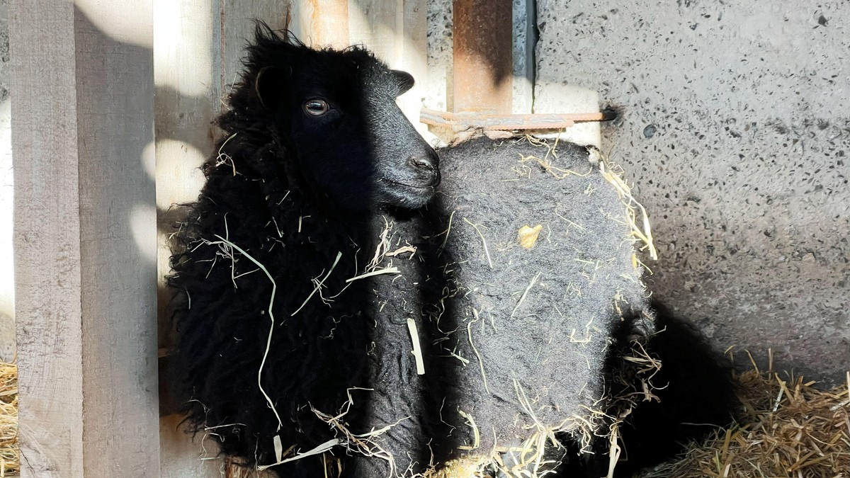 Crna ovca - ilustracija