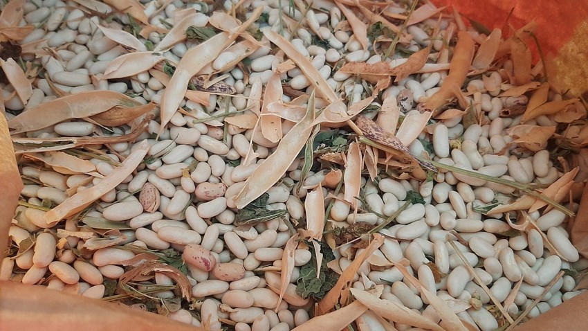   Kanački su posejali i domaći pasulj na 4,5 hektara