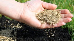kiedy siać trawę na starym trawniku wiosną? jak siać trawę ręcznie, aby szybko zagęścić murawę dosiewanie trawy