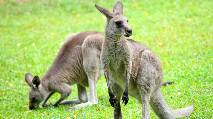 Nyaralásuk közben találták meg a kengurut / Illusztráció: Northfoto