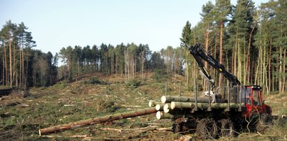 Zaczęło się od gigantycznej wycinki drzew. Tak wygląda budowa przekopu na Mierzei Wiślanej. GALERIA