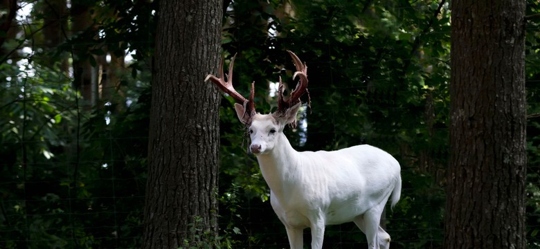 Zaskakujące odkrycie w lesie. Tego leśnicy się nie spodziewali. Jest NAGRANIE!