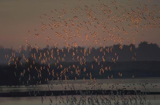 Murmurations of wading birds fly along the coastline of The Wash near Snettisham in east Britain